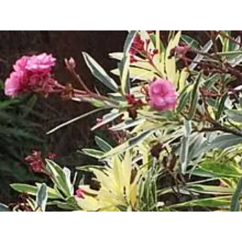Great Arali Flowers 1-arali flower-4218760-50696.webp
